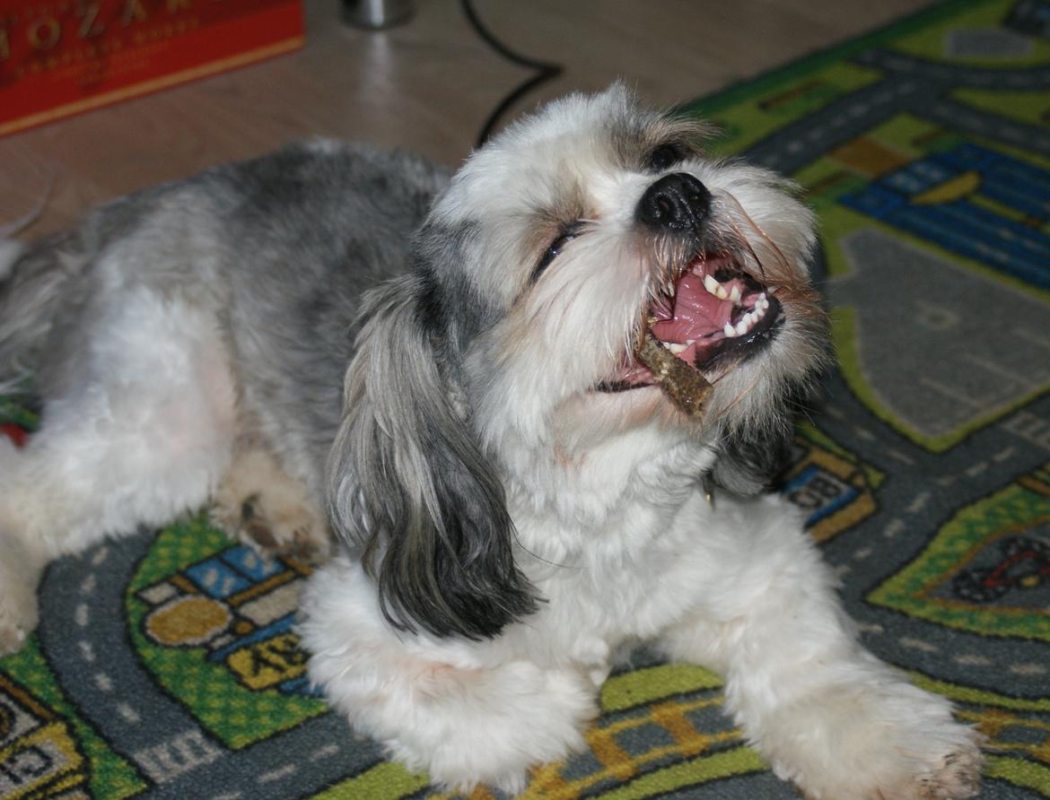 Lhasa apso Tucker billede 18