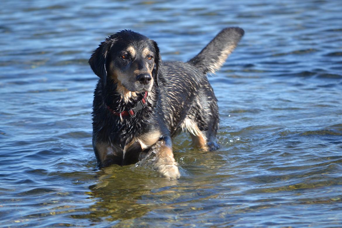 Blanding af racer Tøsen billede 1