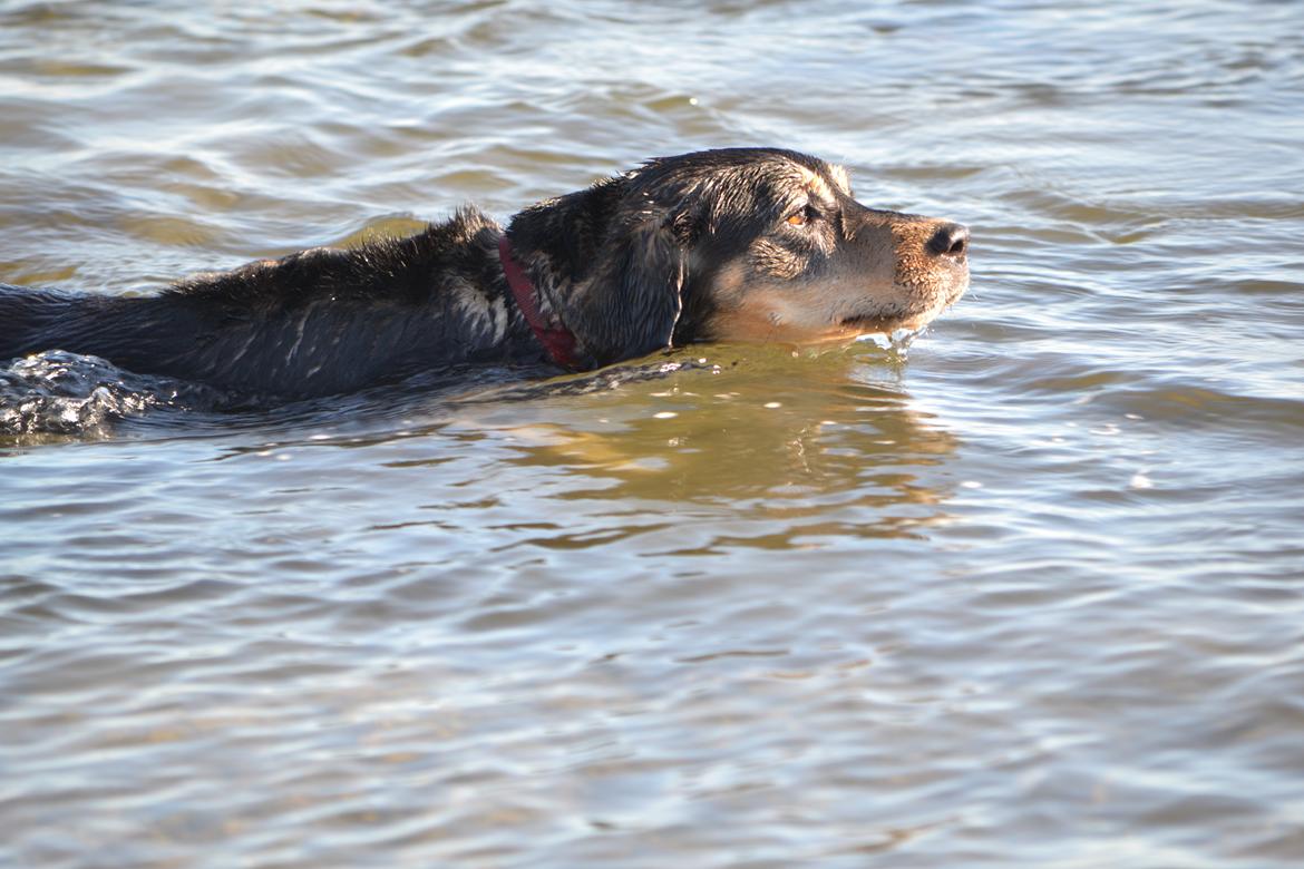 Blanding af racer Tøsen billede 2