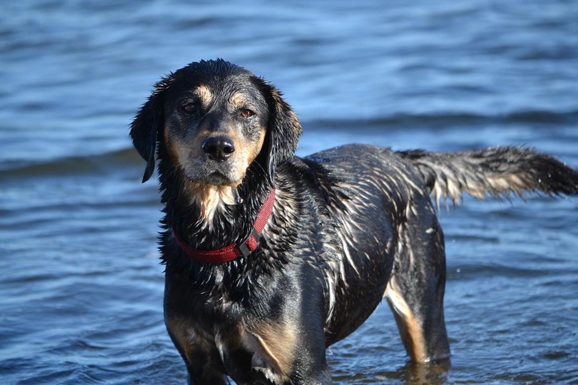 Blanding af racer Tøsen billede 4