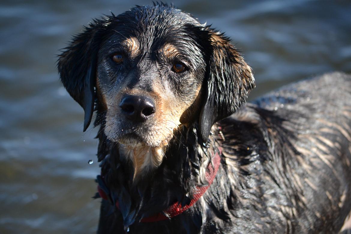 Blanding af racer Tøsen billede 5