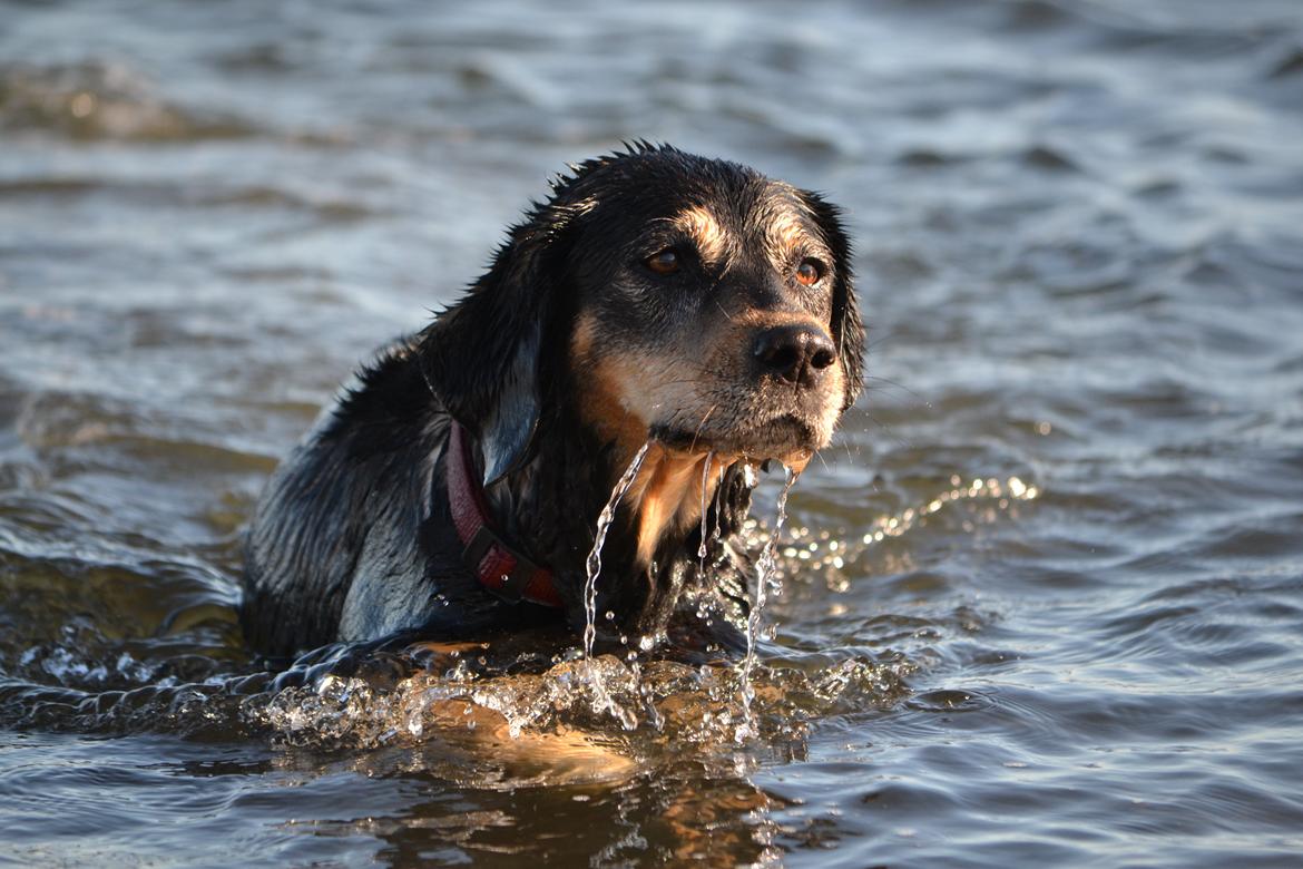 Blanding af racer Tøsen billede 6