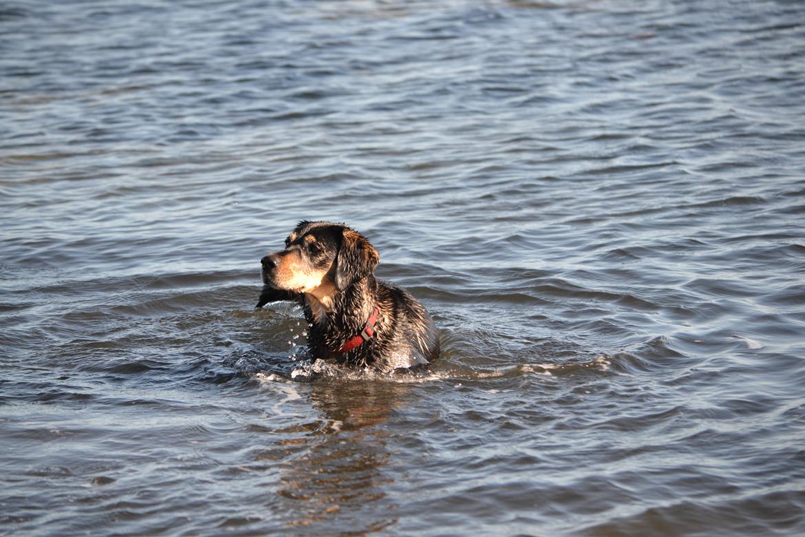 Blanding af racer Tøsen billede 3