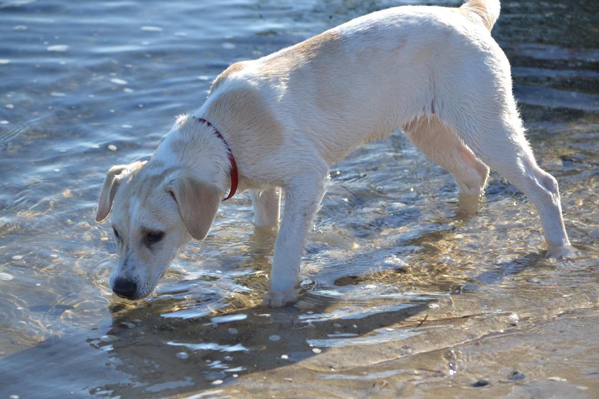 Blanding af racer Diego billede 2