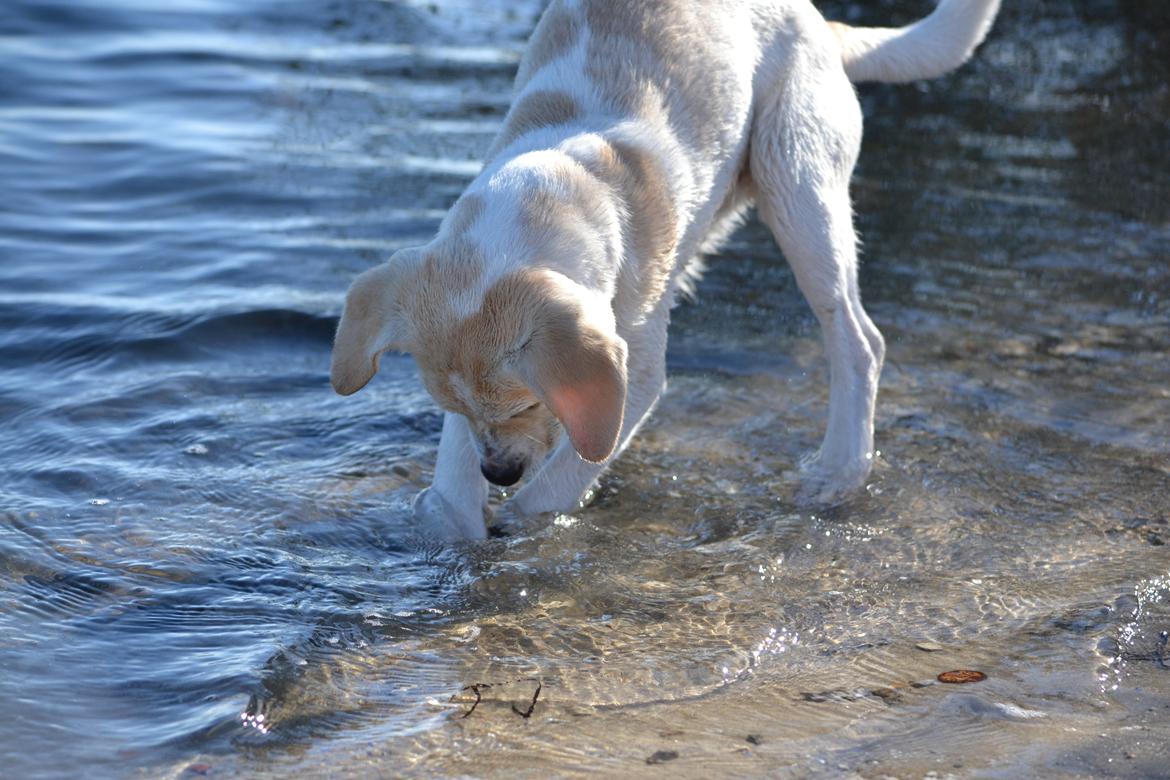 Blanding af racer Diego billede 4