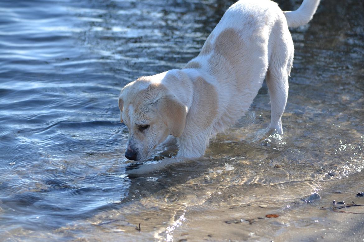 Blanding af racer Diego billede 5