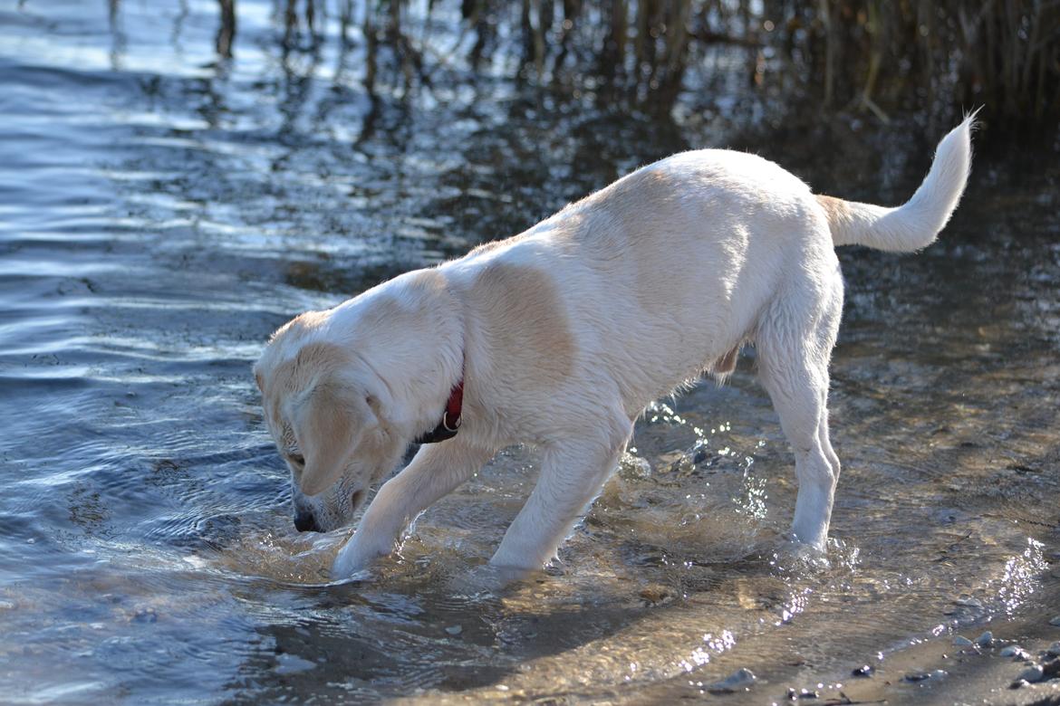 Blanding af racer Diego billede 6