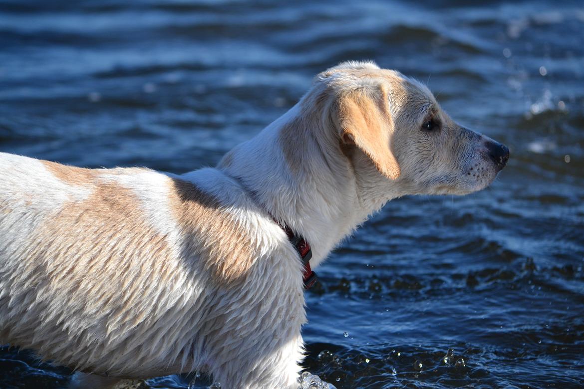 Blanding af racer Diego billede 7