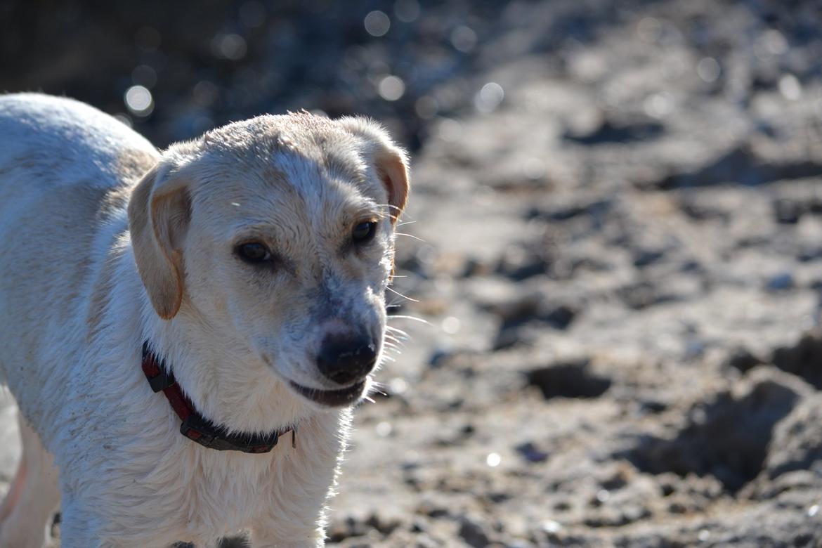 Blanding af racer Diego billede 8