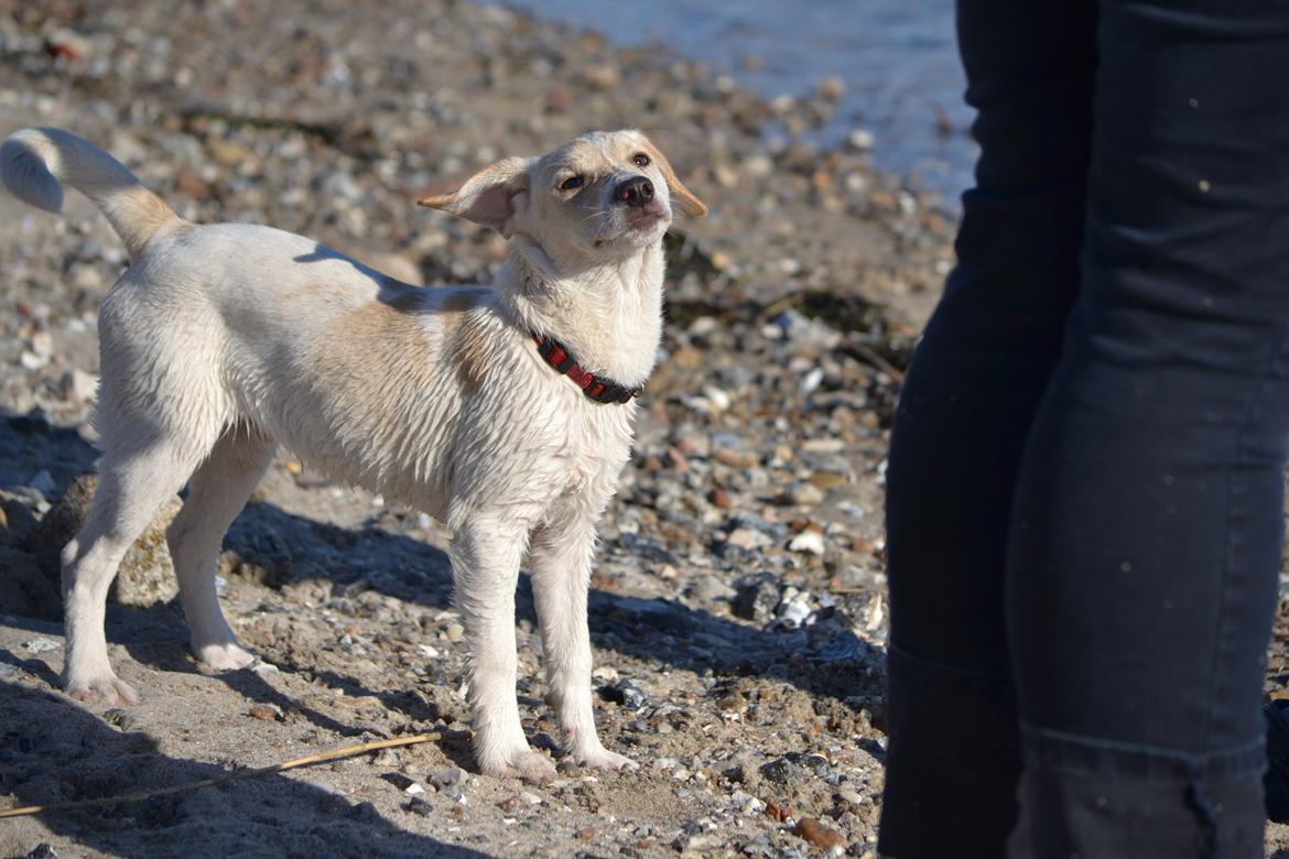 Blanding af racer Diego billede 3