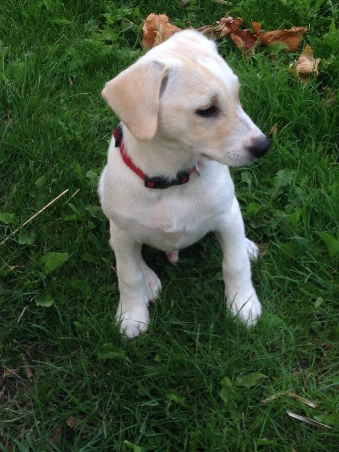 Blanding af racer Diego billede 9