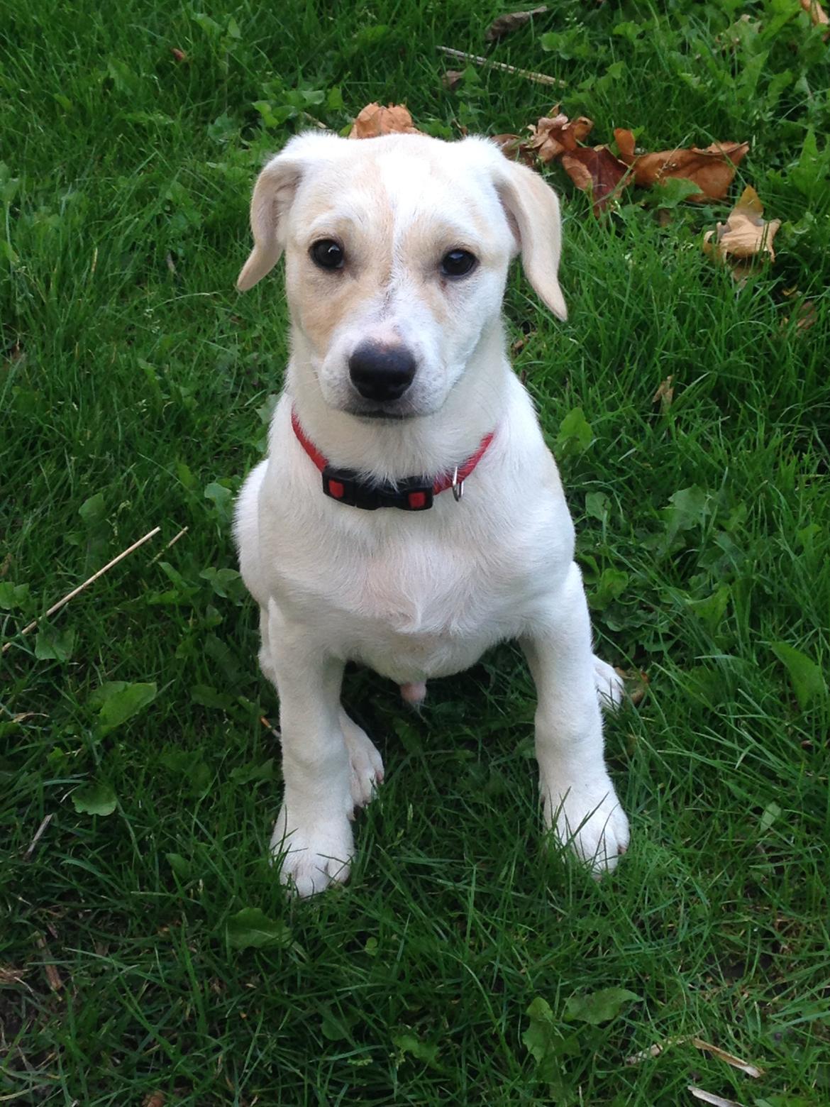 Blanding af racer Diego billede 1