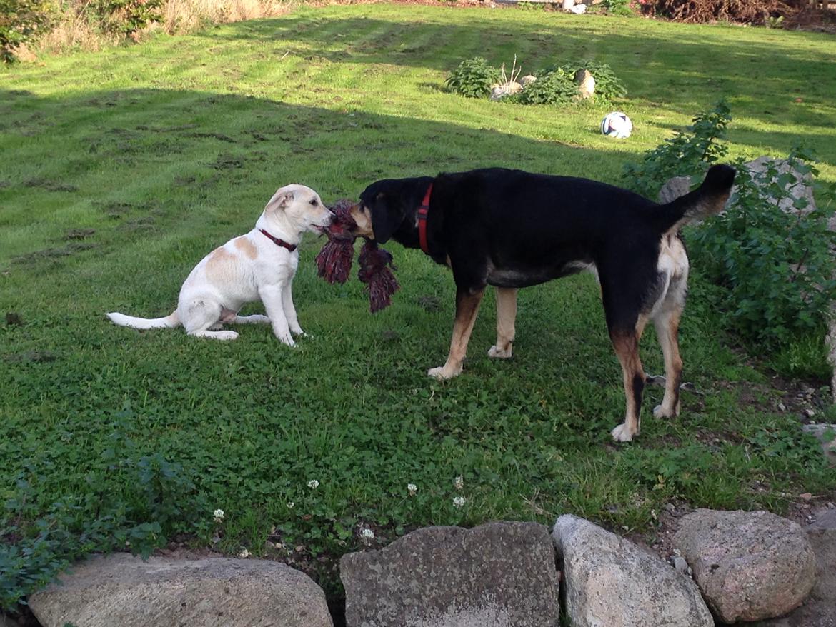 Blanding af racer Diego billede 10