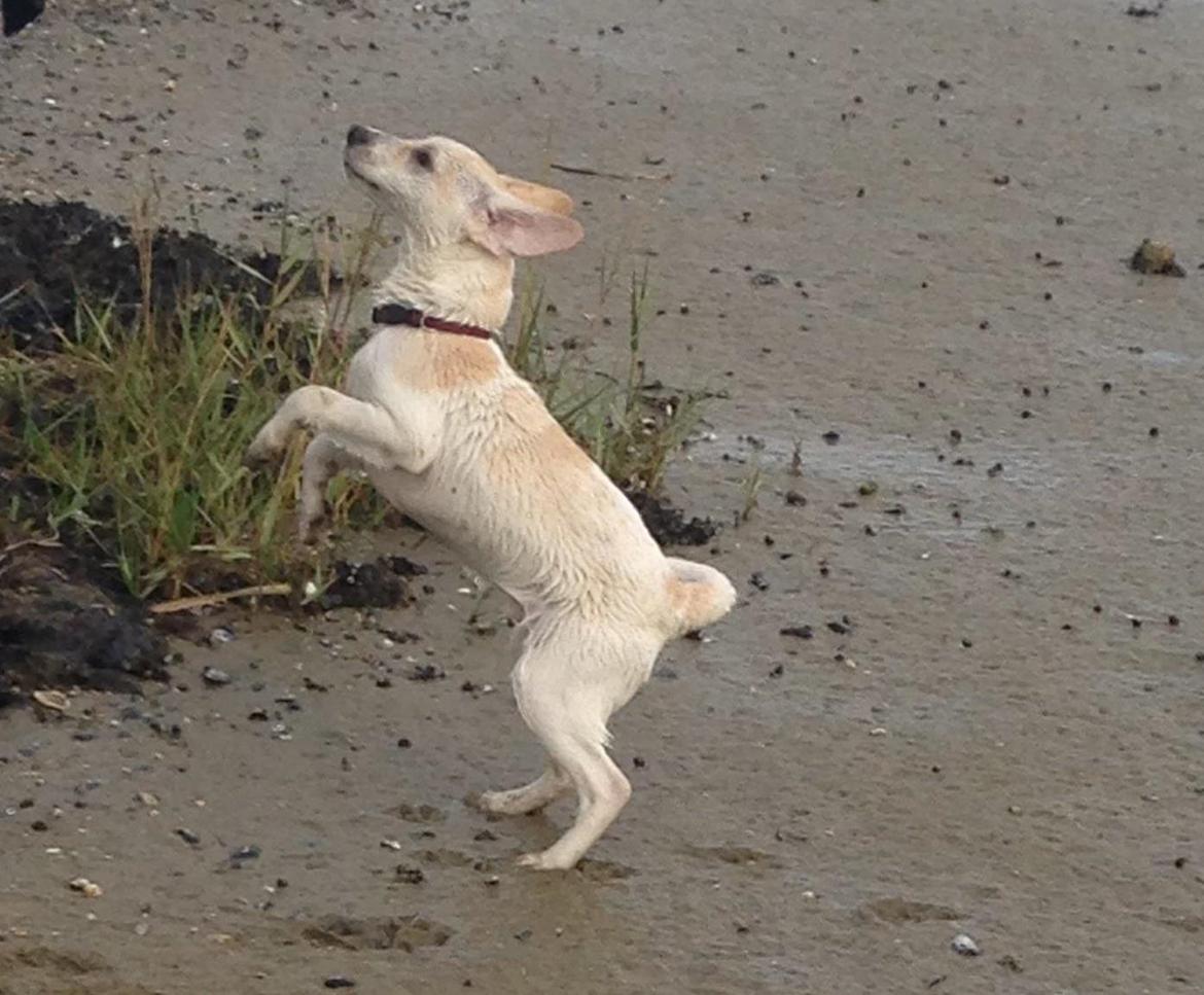 Blanding af racer Diego billede 11