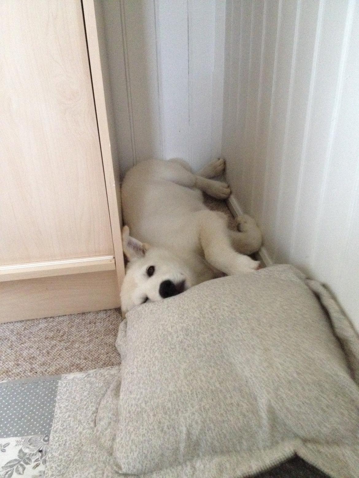 Blanding af racer Cuba, Malamute / hvid schæfer / Samojedhund - 12 uger, uhhmmm en lækker krog billede 22