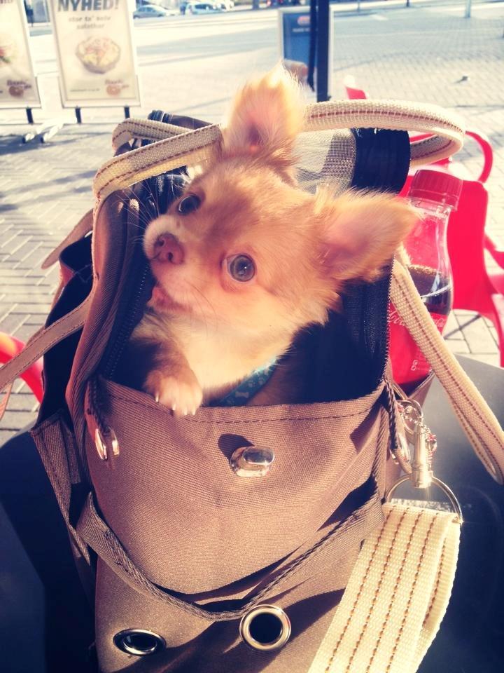 Chihuahua Fluffy Cute As A Teddy Bear /zako/ billede 2