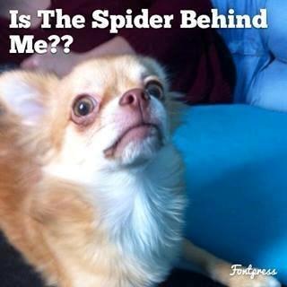 Chihuahua Fluffy Cute As A Teddy Bear /zako/ billede 4