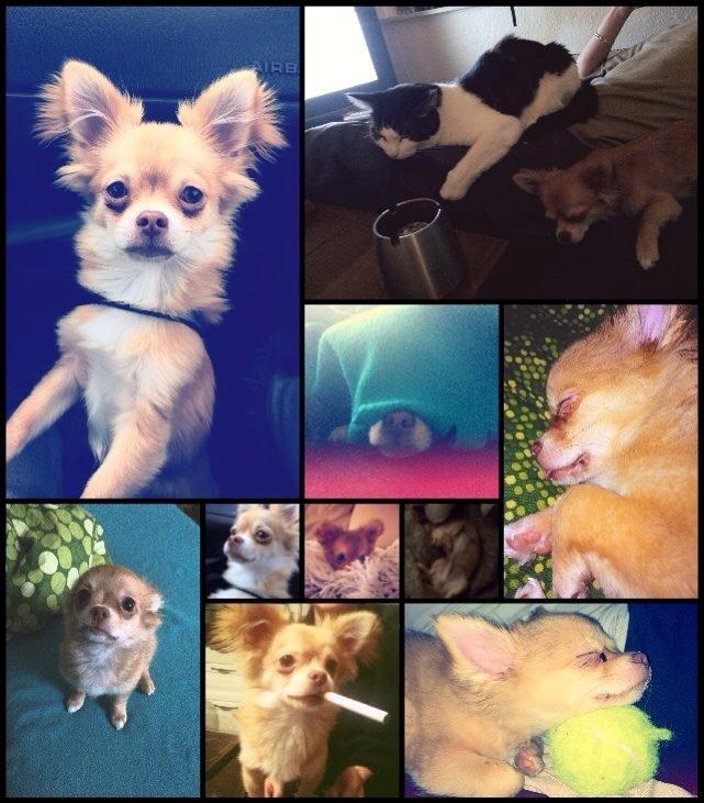 Chihuahua Fluffy Cute As A Teddy Bear /zako/ billede 5