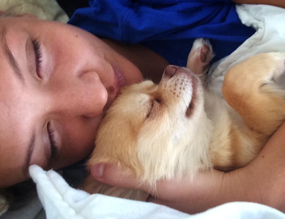 Chihuahua Fluffy Cute As A Teddy Bear /zako/ billede 7