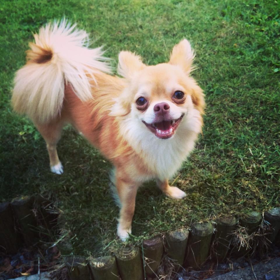 Chihuahua Fluffy Cute As A Teddy Bear /zako/ billede 3