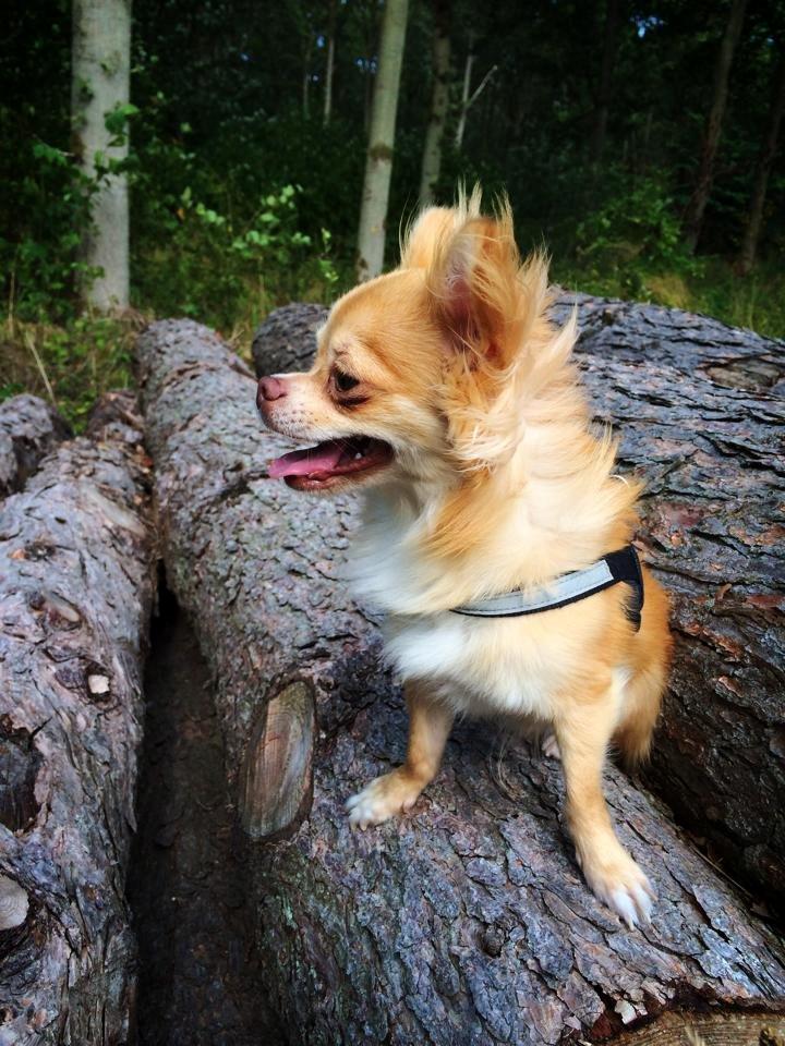 Chihuahua Fluffy Cute As A Teddy Bear /zako/ billede 9