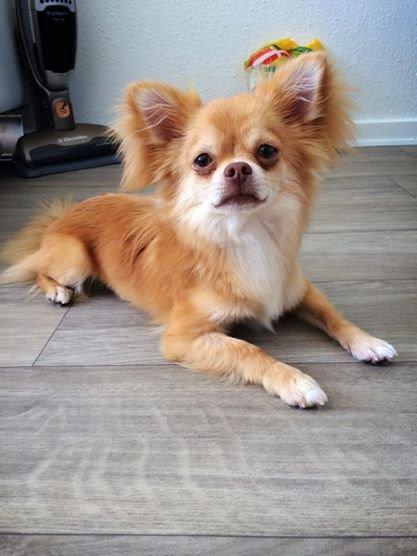 Chihuahua Fluffy Cute As A Teddy Bear /zako/ billede 10