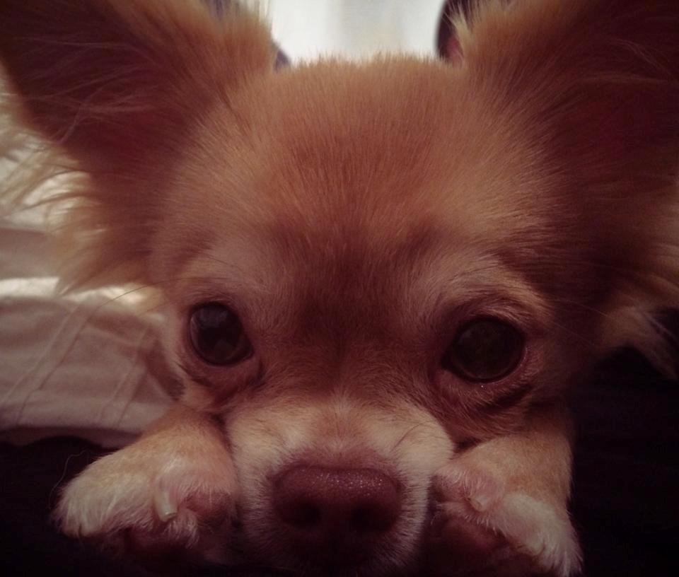 Chihuahua Fluffy Cute As A Teddy Bear /zako/ billede 11