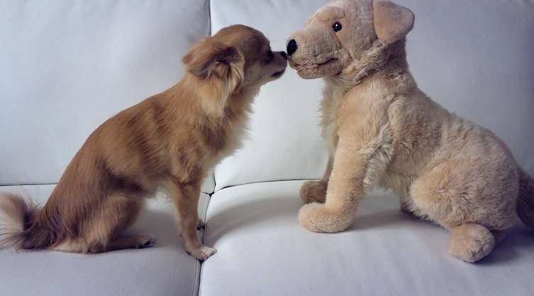 Chihuahua Fluffy Cute As A Teddy Bear /zako/ billede 12