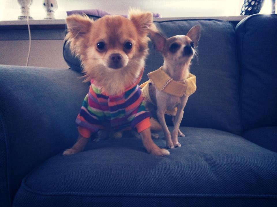 Chihuahua Fluffy Cute As A Teddy Bear /zako/ billede 8