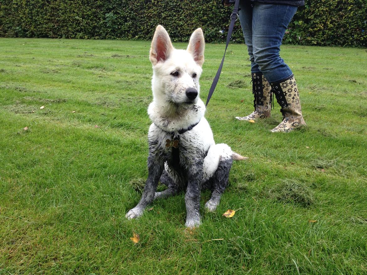 Blanding af racer Cuba, Malamute / hvid schæfer / Samojedhund - 12 uger. Har lige været i en å, fyldt med slam.. :/  billede 23