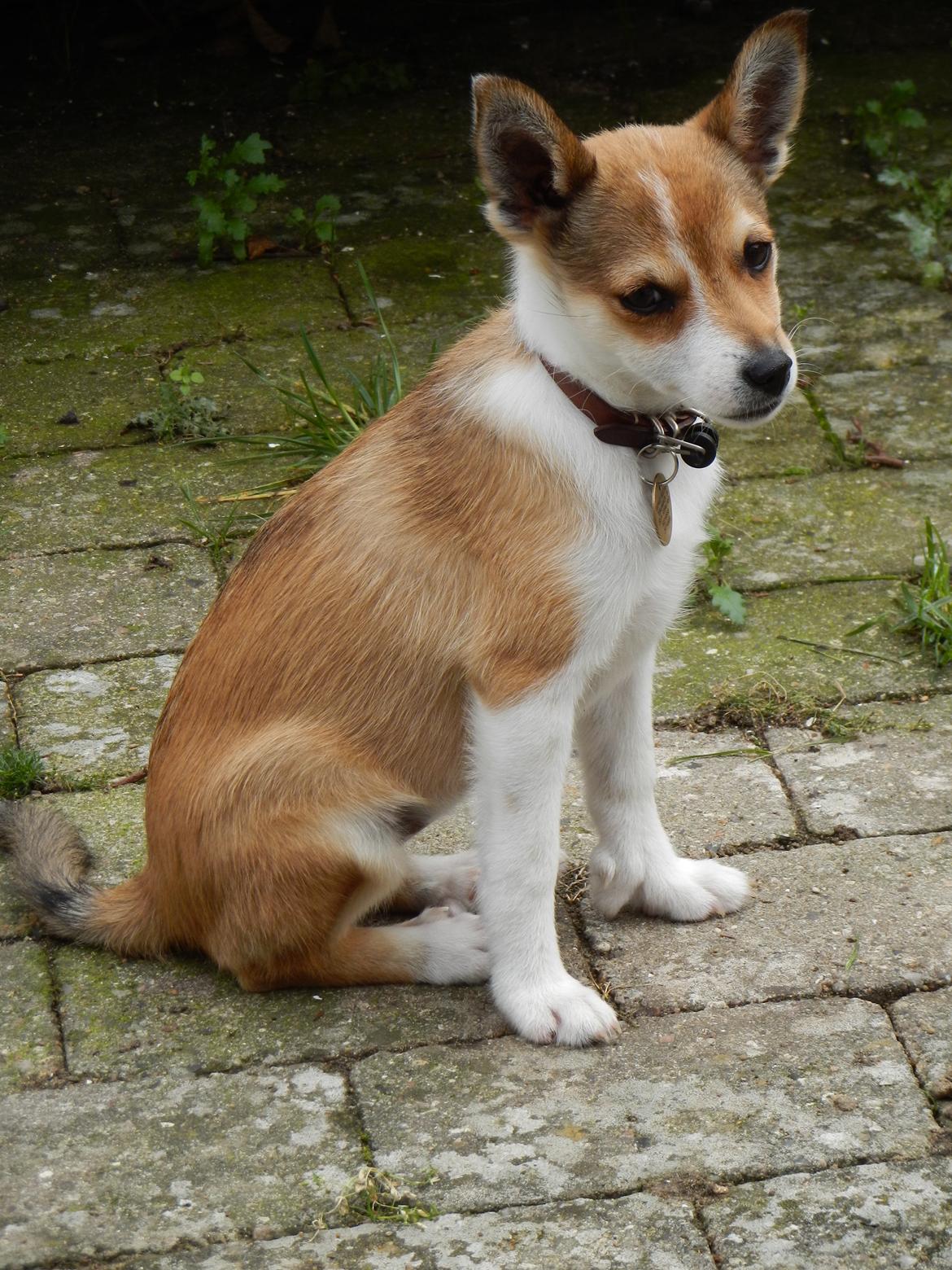 Norsk lundehund Ulfrigga Lundes Trude billede 2