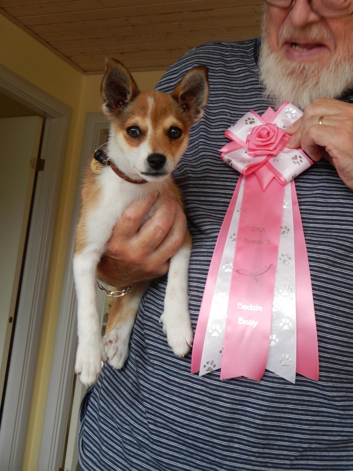 Norsk lundehund Ulfrigga Lundes Trude billede 3