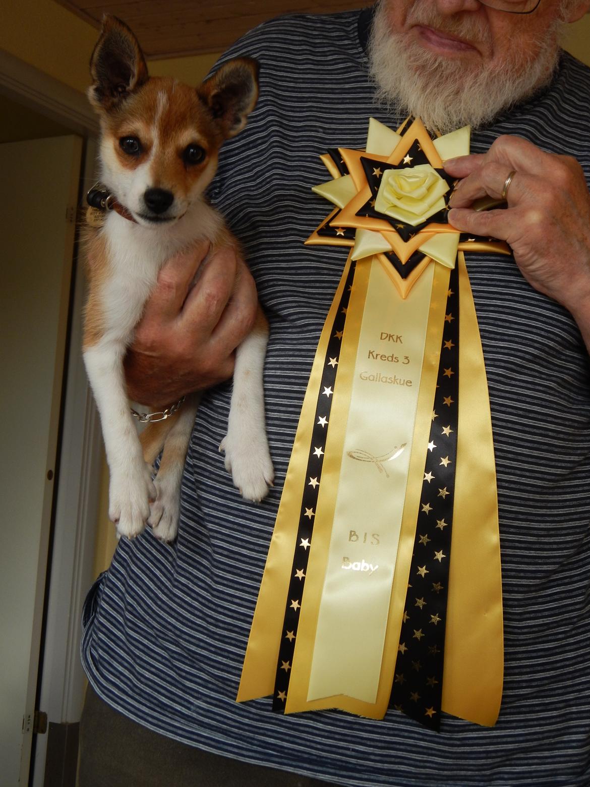 Norsk lundehund Ulfrigga Lundes Trude billede 4