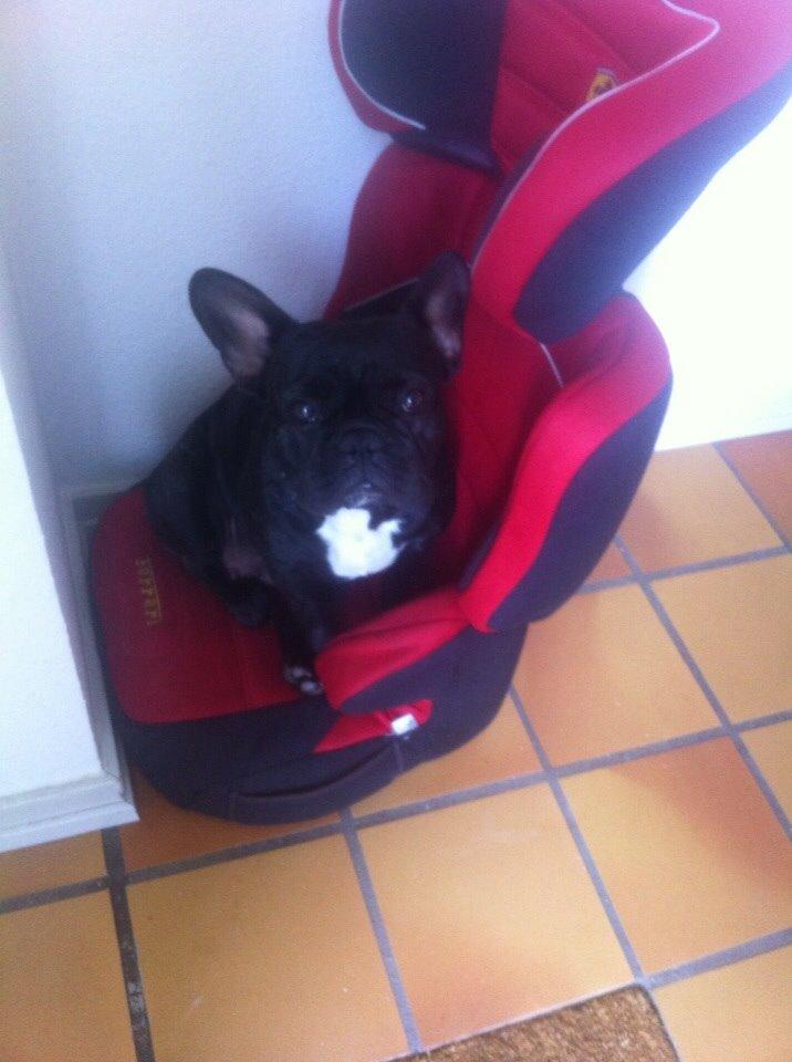 Fransk bulldog Abaldcans Le Bell billede 6