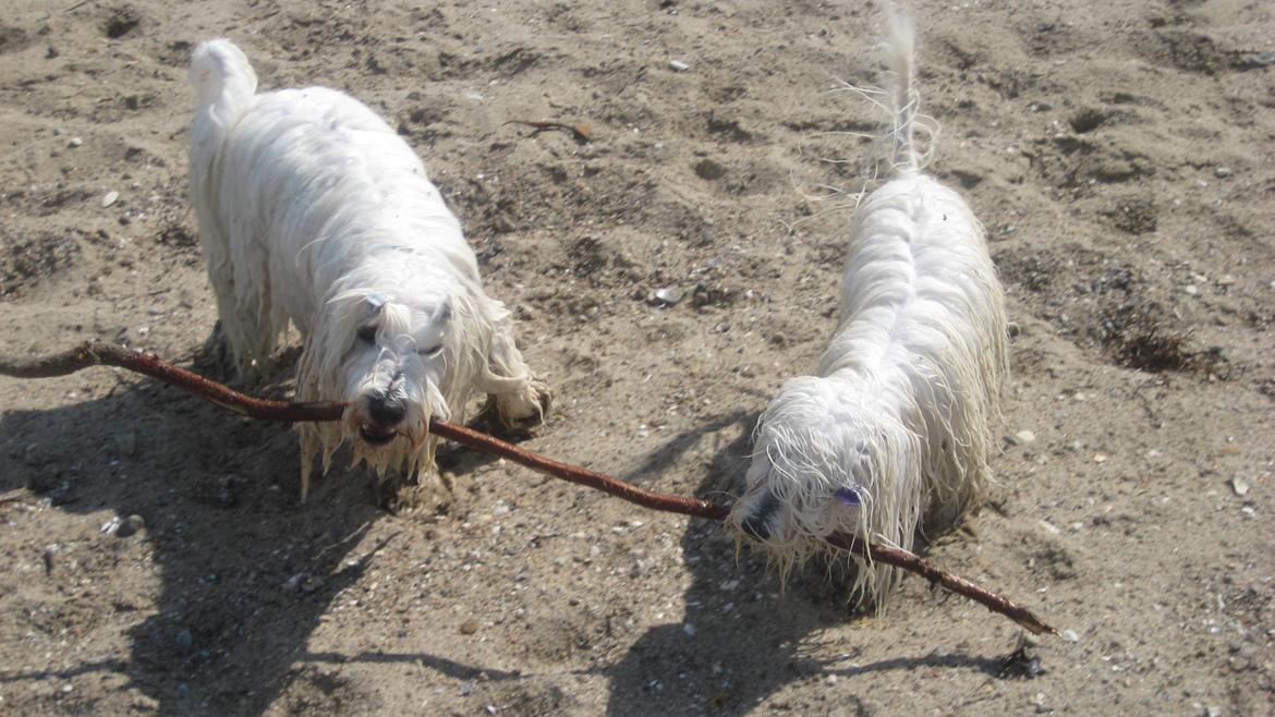 Coton de tulear Janus billede 13
