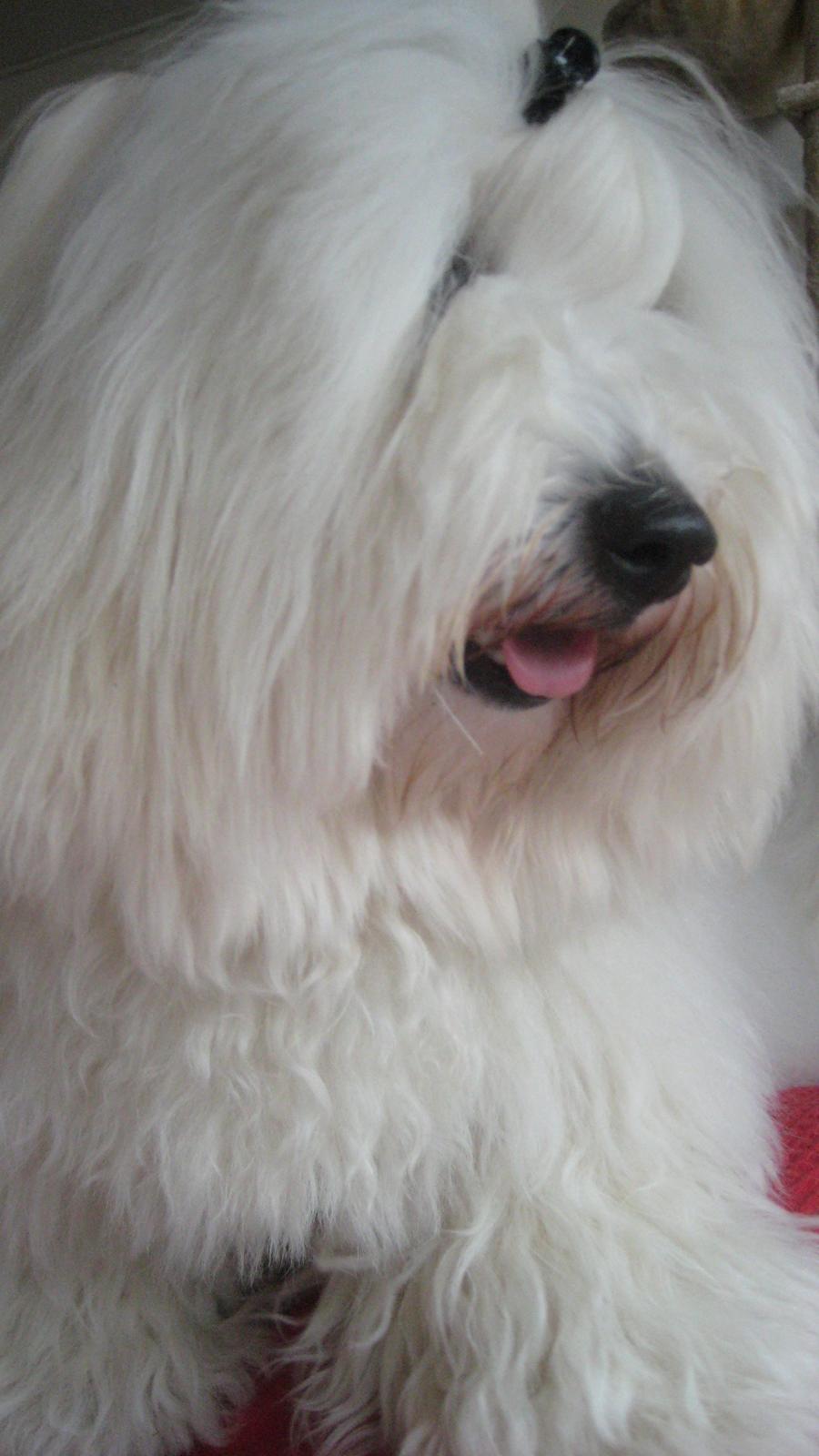 Coton de tulear Janus billede 3