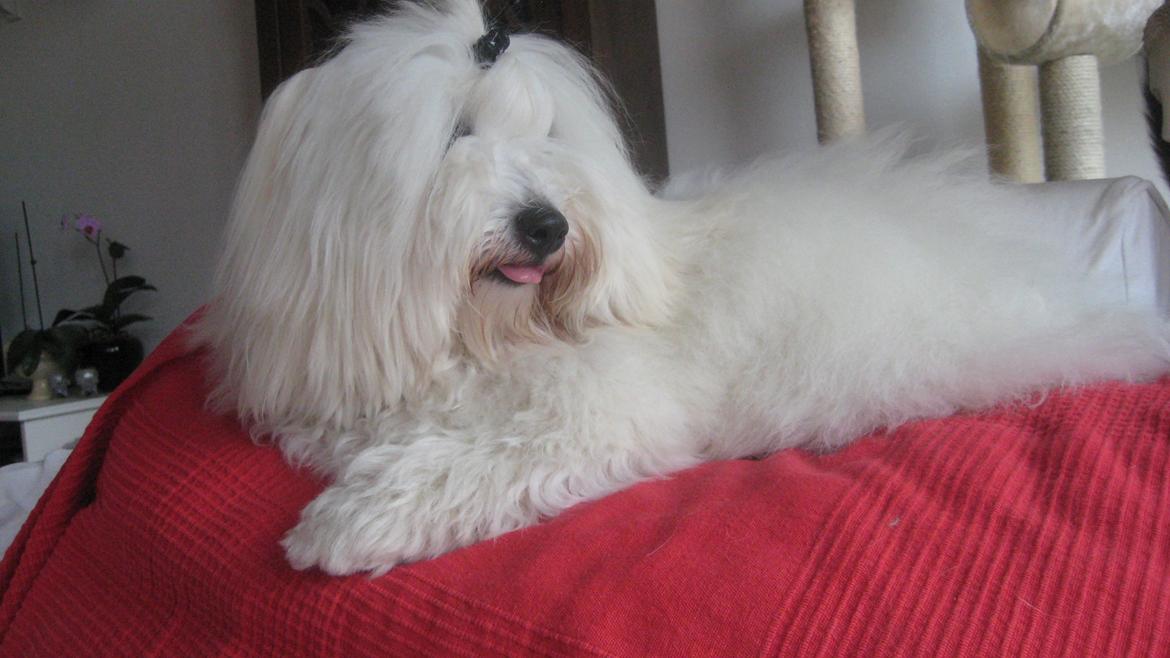 Coton de tulear Janus billede 14