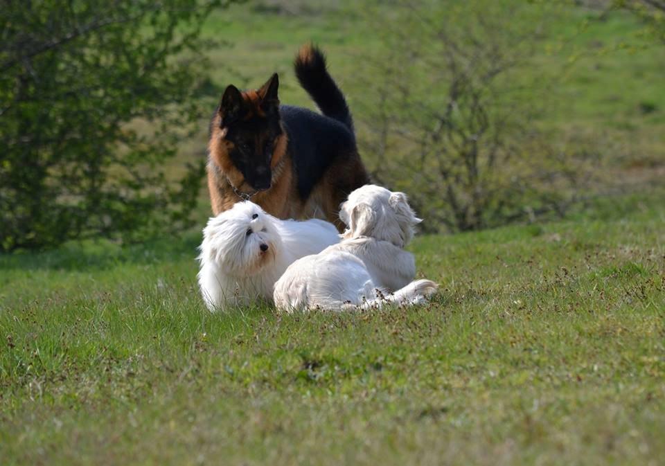 Coton de tulear Janus billede 15