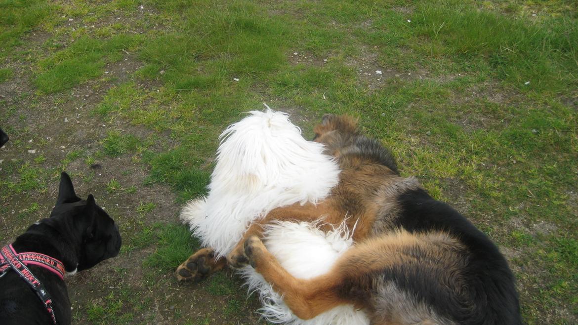 Coton de tulear Janus billede 17