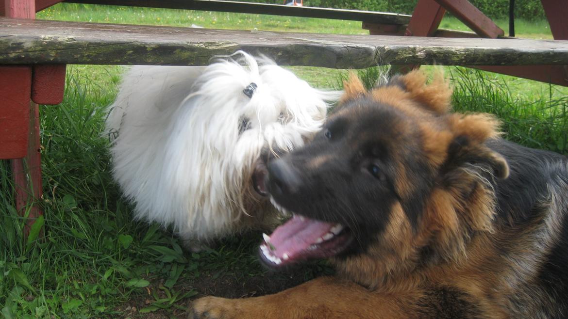 Coton de tulear Janus billede 18