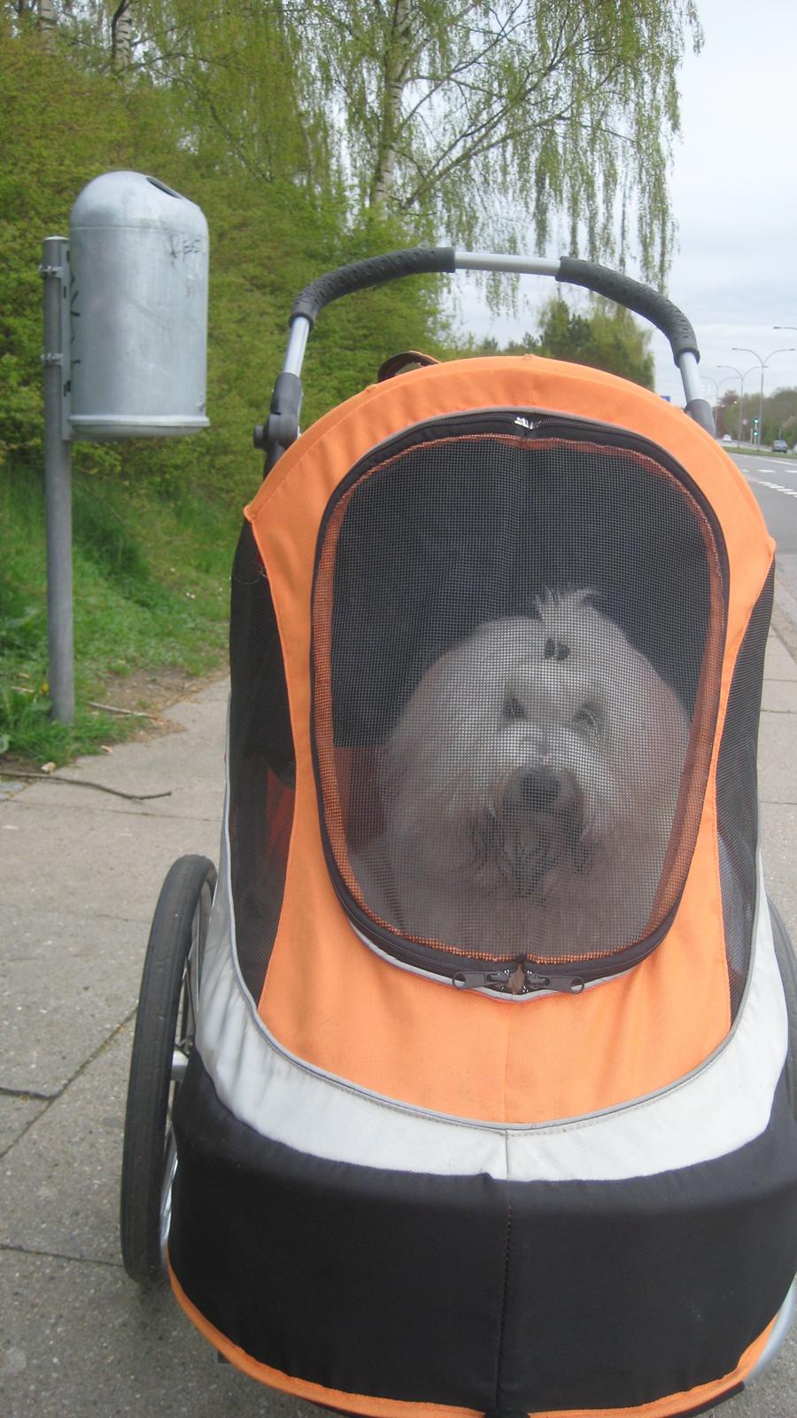 Coton de tulear Janus billede 16