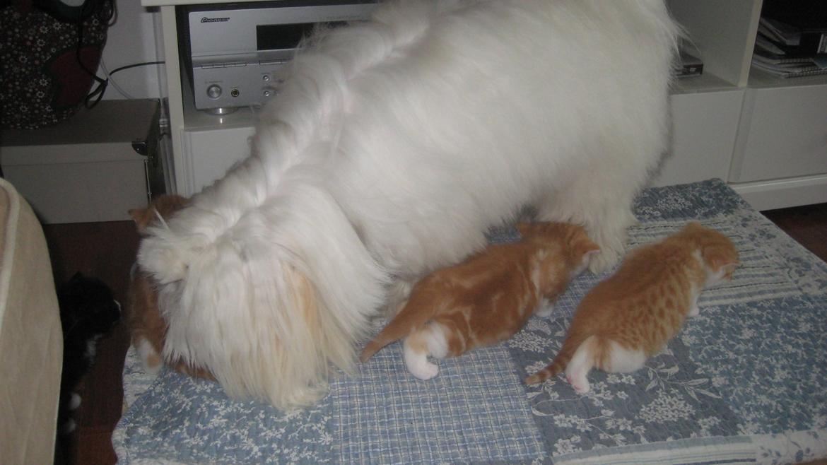 Coton de tulear Janus billede 19