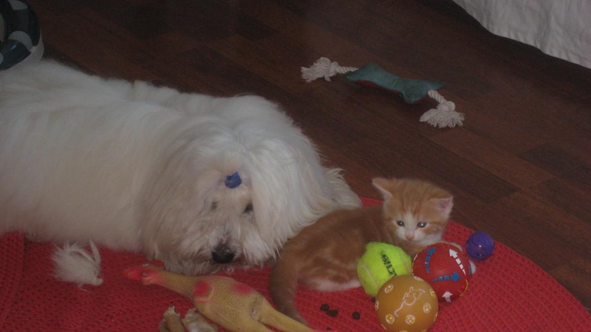 Coton de tulear Janus billede 21