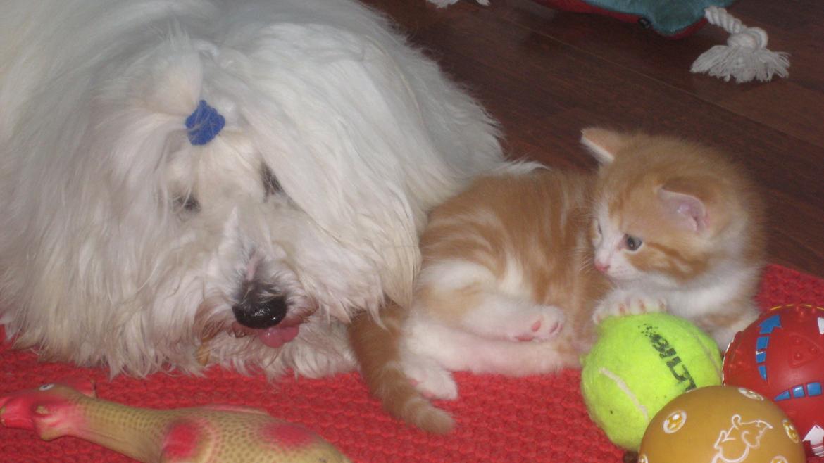 Coton de tulear Janus billede 22
