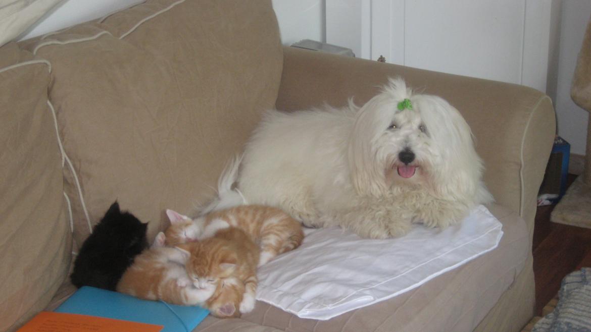 Coton de tulear Janus billede 20