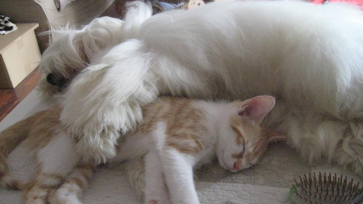 Coton de tulear Janus billede 24