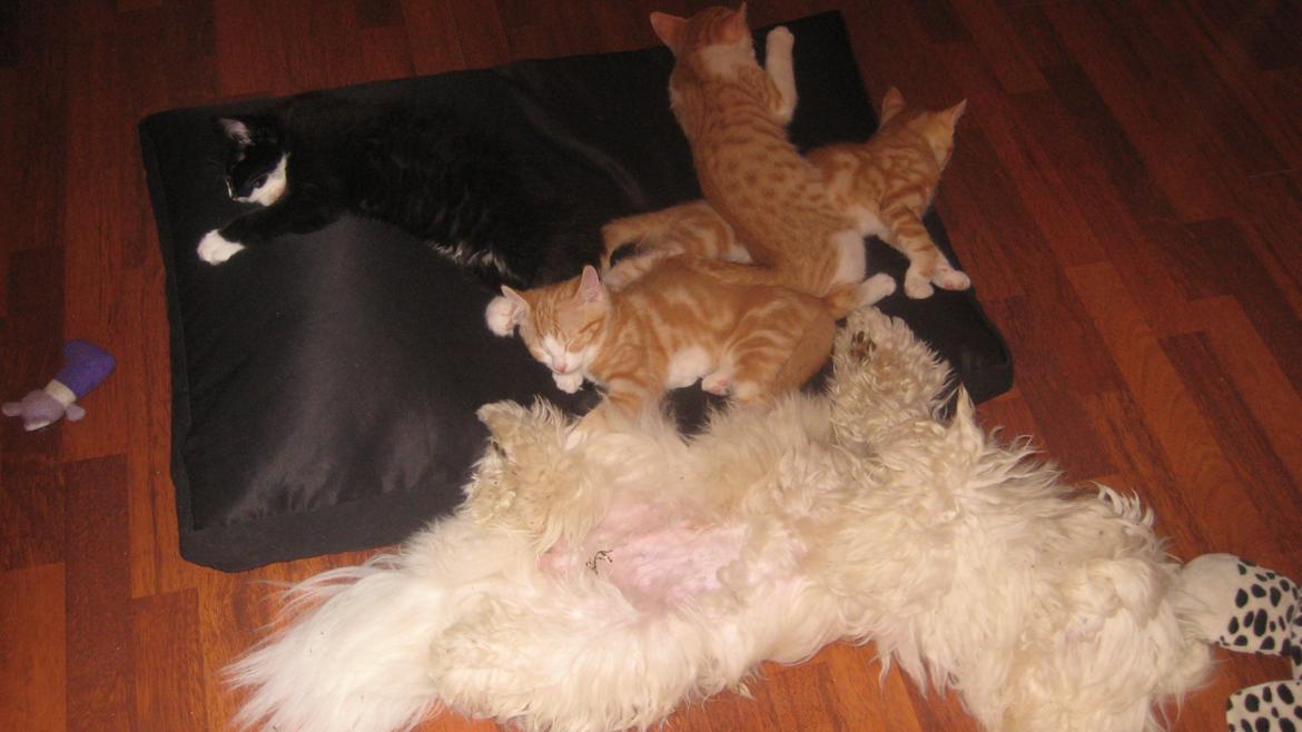 Coton de tulear Janus billede 25