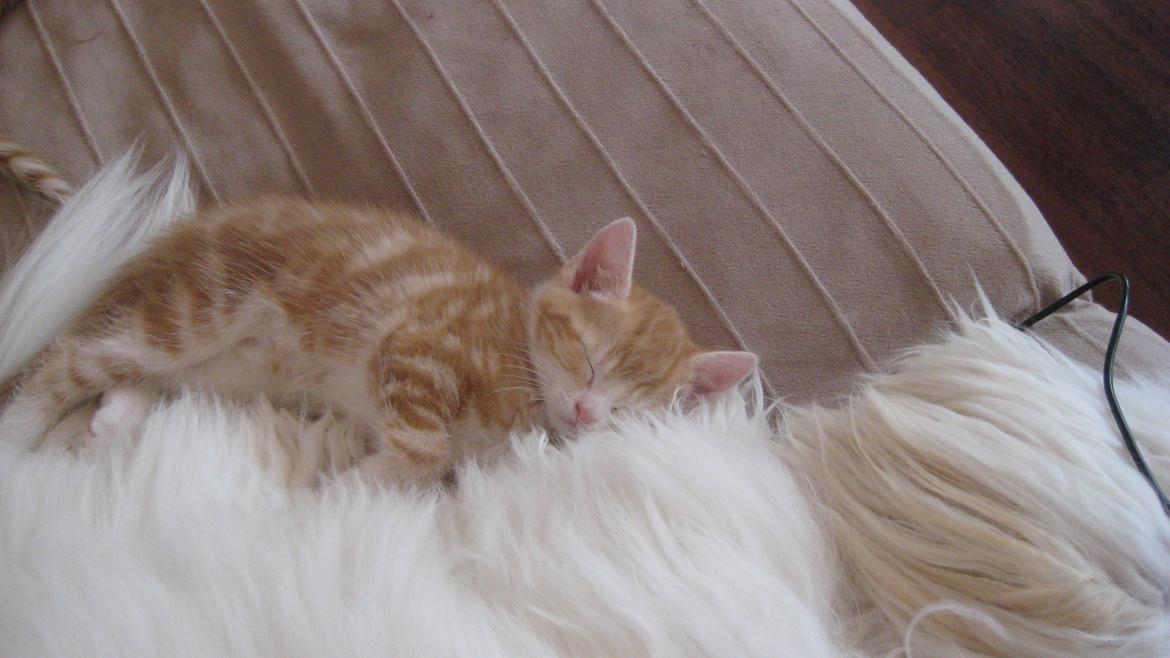 Coton de tulear Janus billede 23