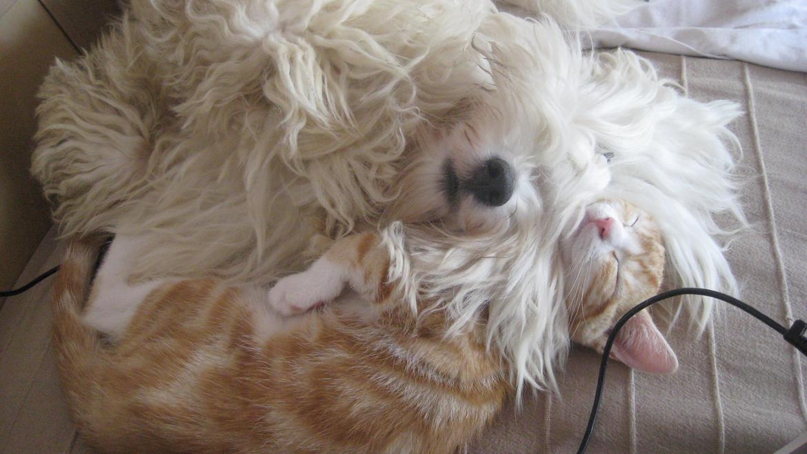 Coton de tulear Janus billede 26