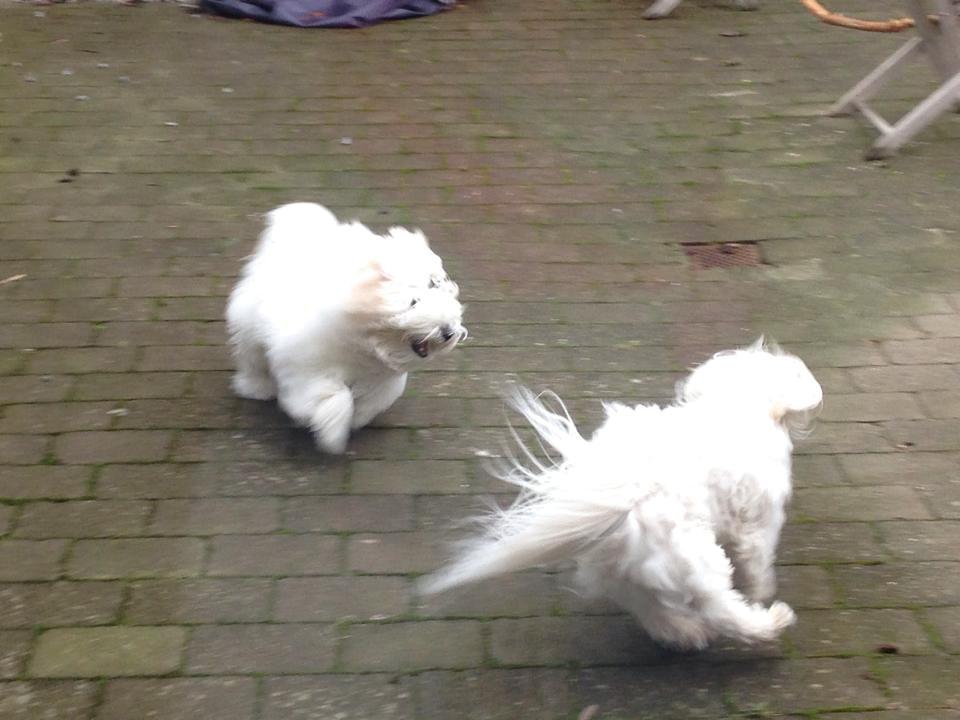 Coton de tulear Janus billede 29